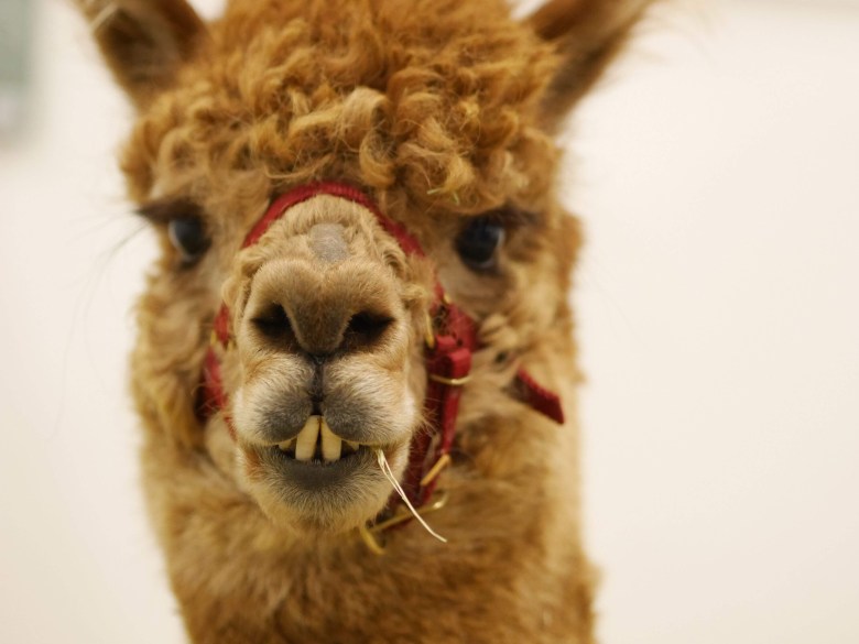 alpakka