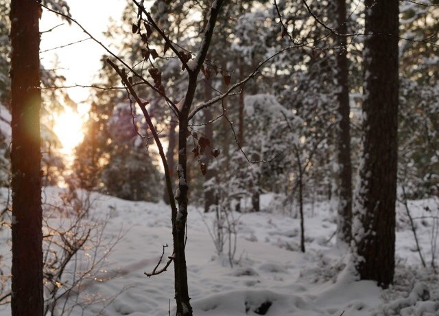 Kuva, jossa aurinko paistaa puiden takaa.