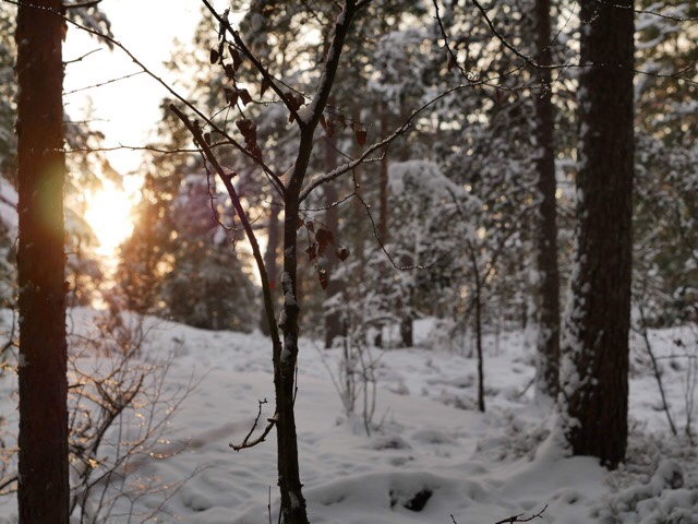 Kuva, jossa aurinko paistaa puiden takaa.