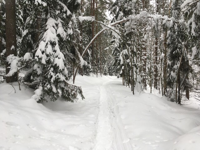 Kuva, jossa tien ylle kaartuvat puut.