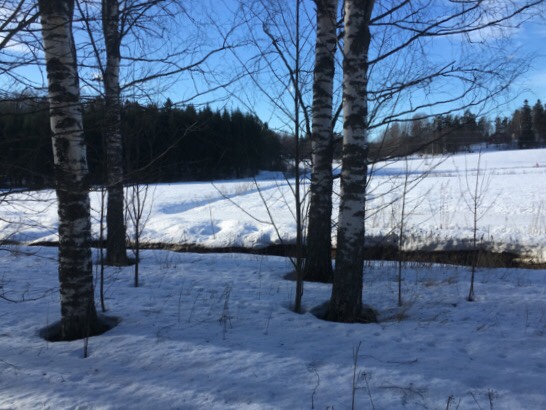 Kuva, jossa koivuja kasvaa pellon laidalla.