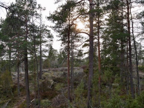 Kuva, jossa aurinko puiden takana.