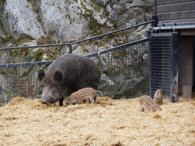 Kuva, jossa villisika Korkeasaaressa.