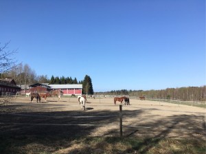 Kuva, jossa hevosia laitumella