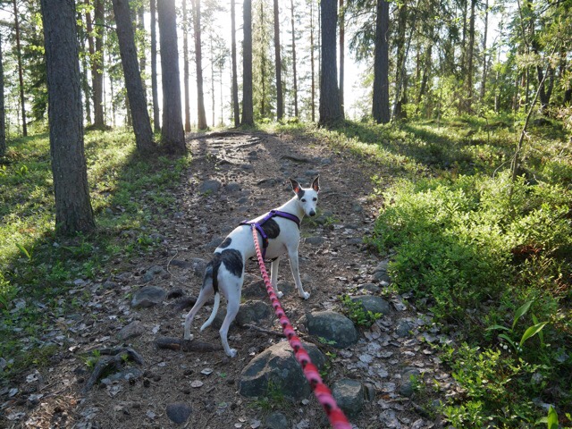 kuva, jossa whippet