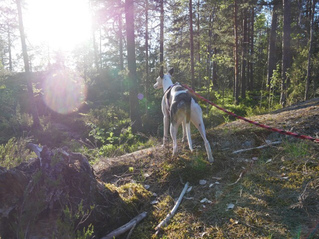 Kuva, jossa whippet-rotuinen koira.