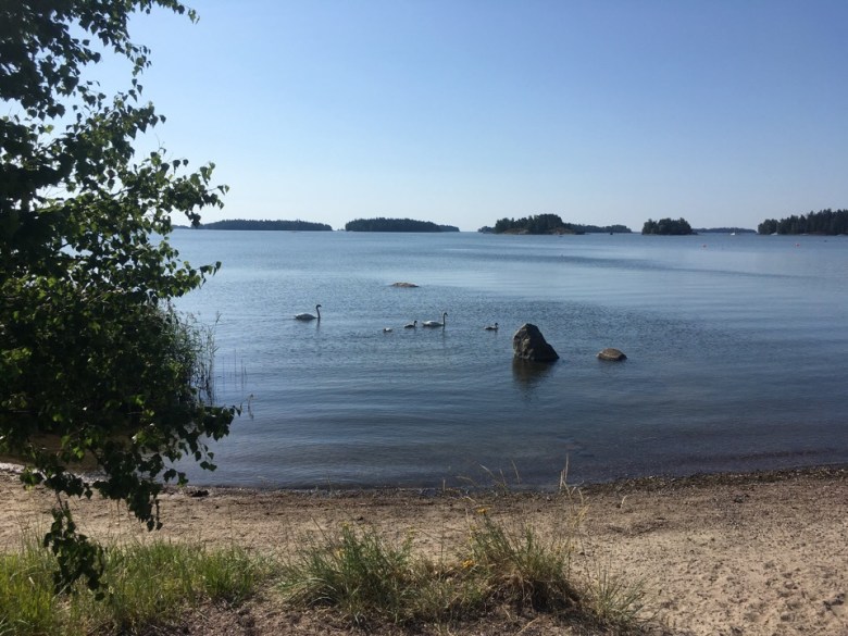 Kuva, jossa joutsenperhe meren rannassa.