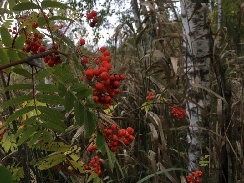 kuva, jossa pihlajanmarjoja