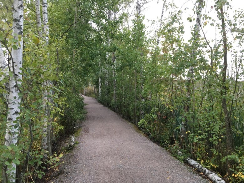 Koivukuja Otaniemessa.