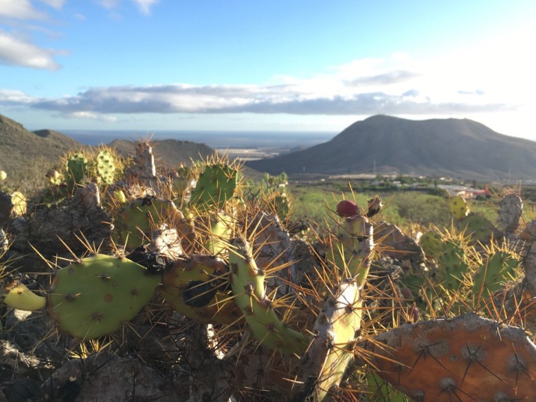 atlantti teneriffa kaktus polkujuoku