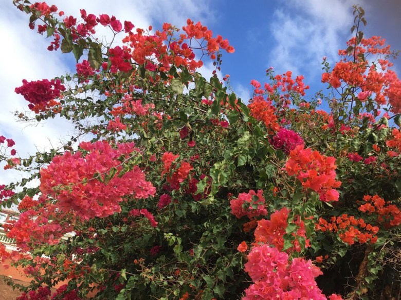 kanarian saaret teneriffa punainen kukka