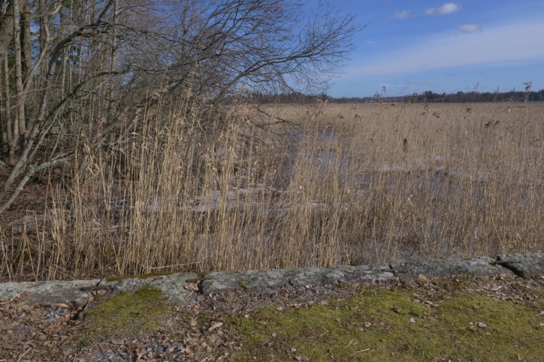 ruovikkoa laajalahdella