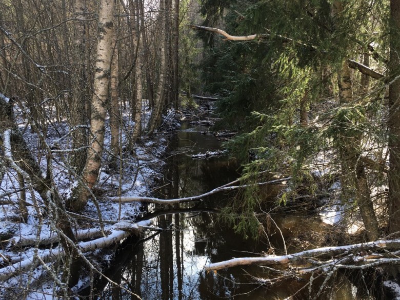 puro ja kaatuneet puut