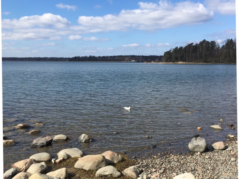 naurulokki laajalahti 
