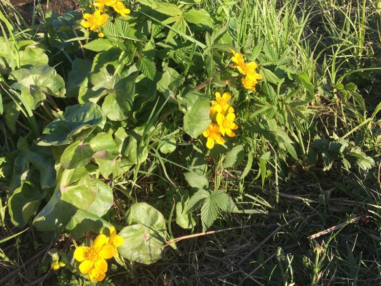 ulpukka yellow water lily