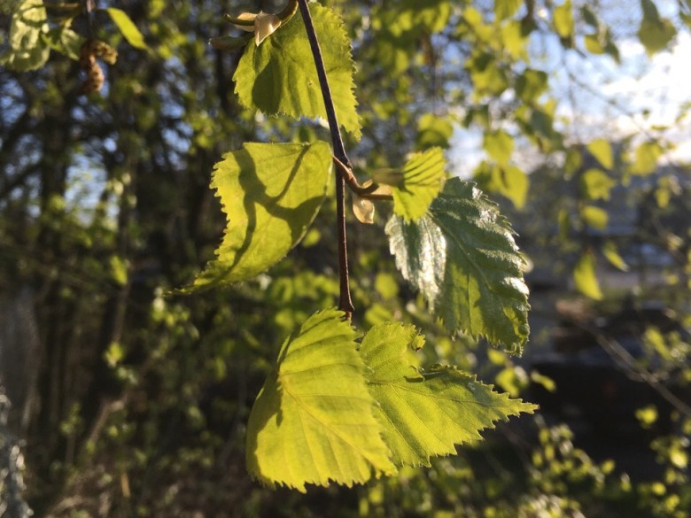 hiirenkorva toukokuu koivunlehti