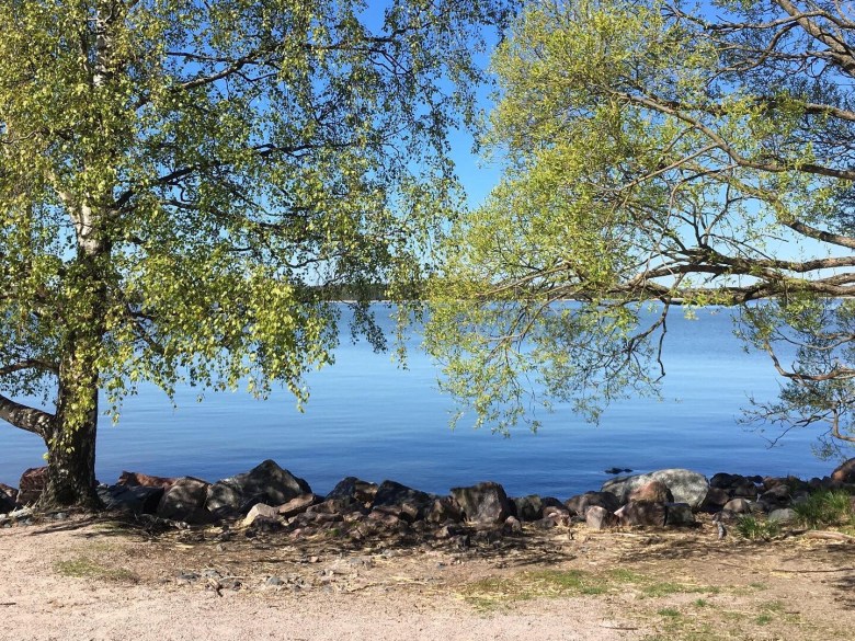 munkkiniemi ranta koivut