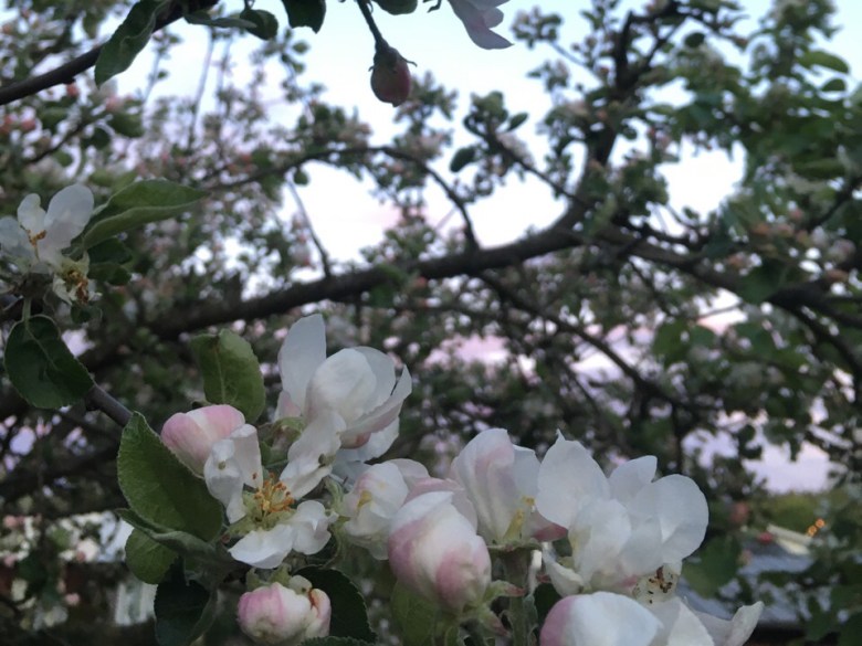 pinkki omenapuun kukka
