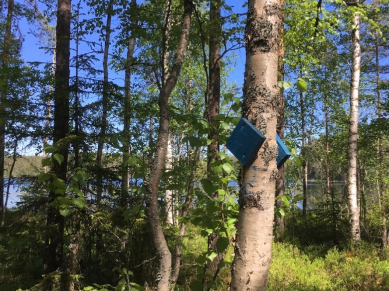 isomelkutin patikointi