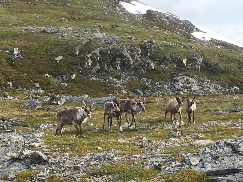 poroja pohjois norjassa