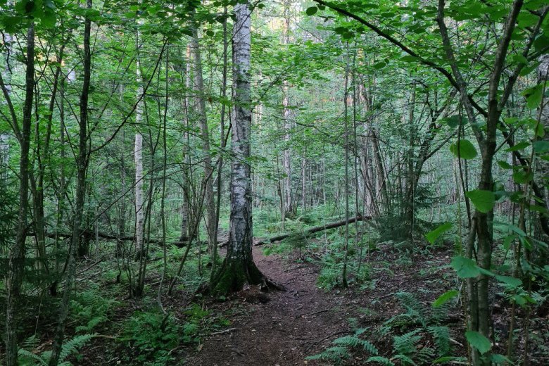 lehtipuut polkujuoksu espoo