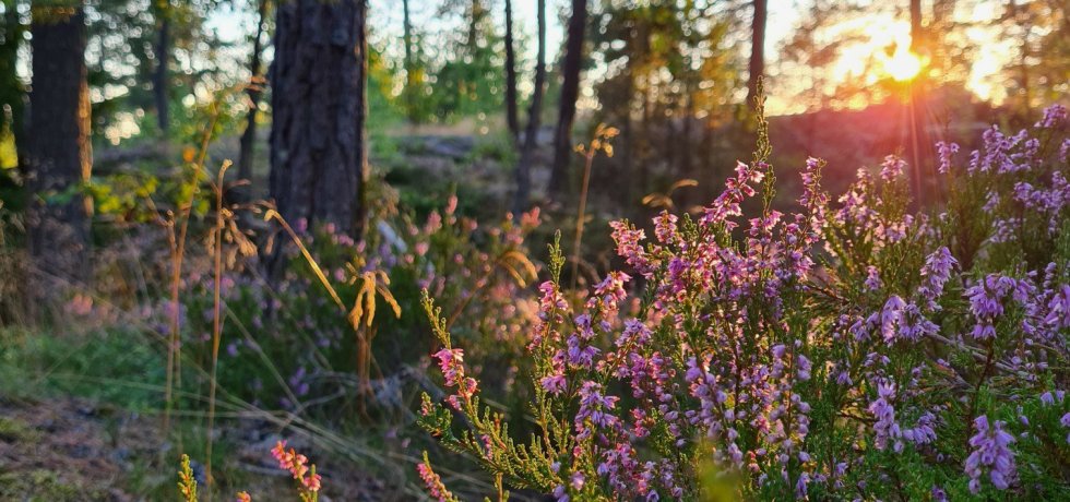suomalaisia kanervoja ilta auringossa