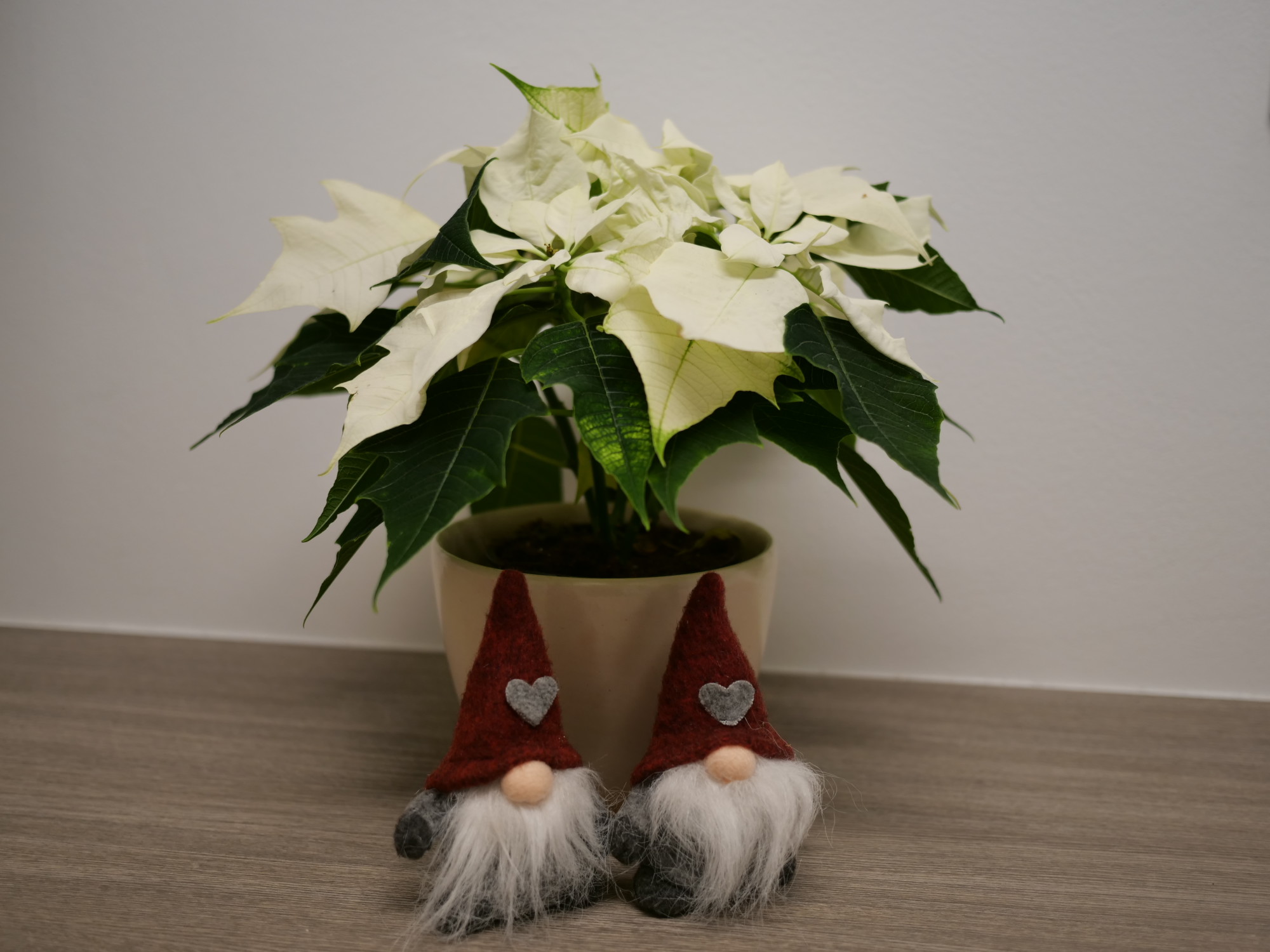 valkoinen joulutahti