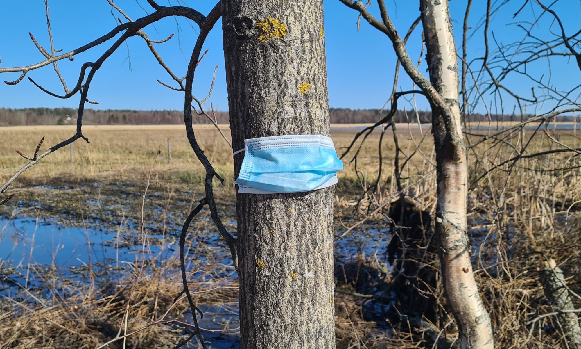 kuva jossa kertakayttamaski on sidottu puun ymparille