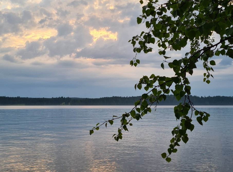 koivunoksa saimaa
