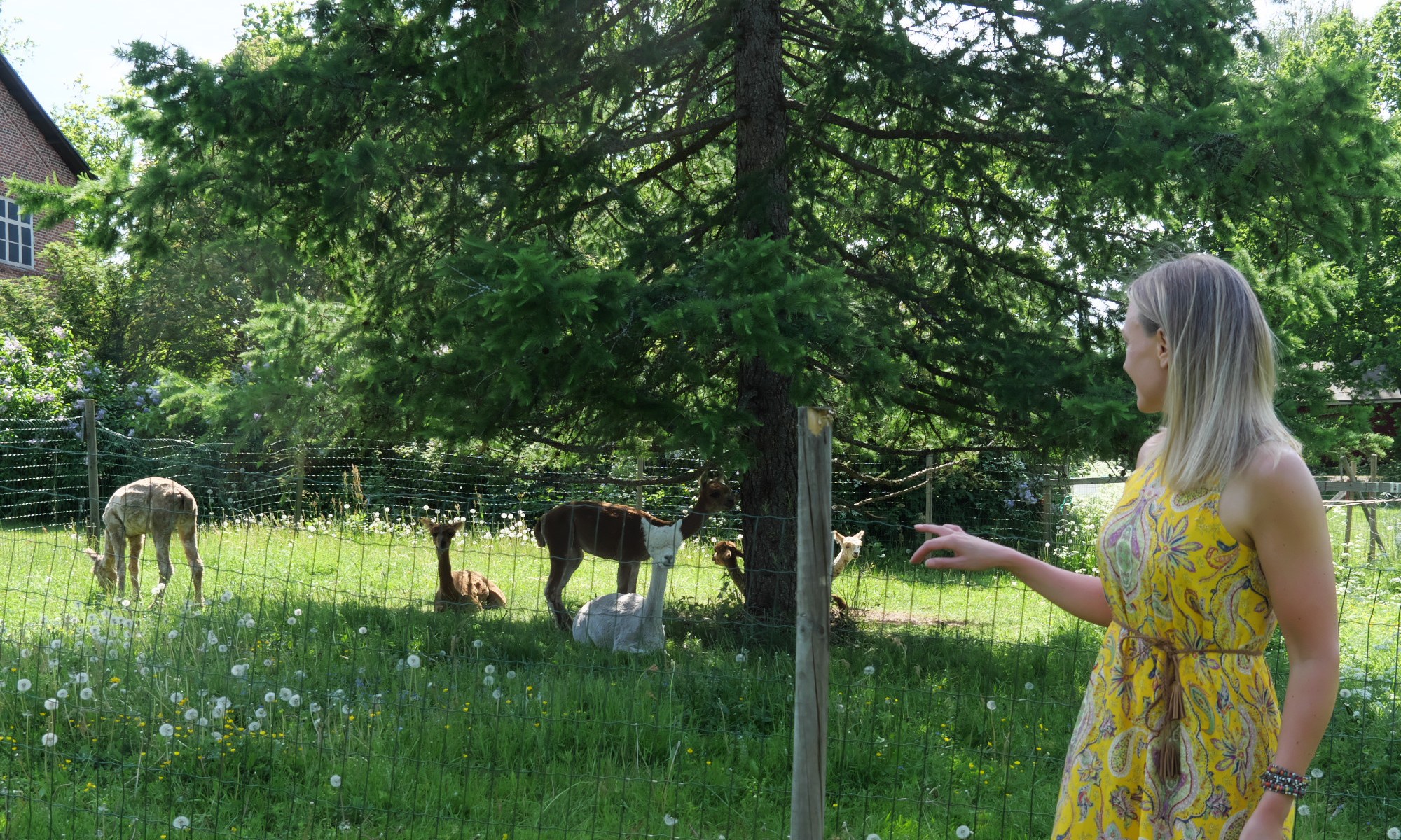 alpakat mathildedalissa