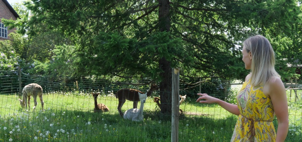 alpakat mathildedalissa