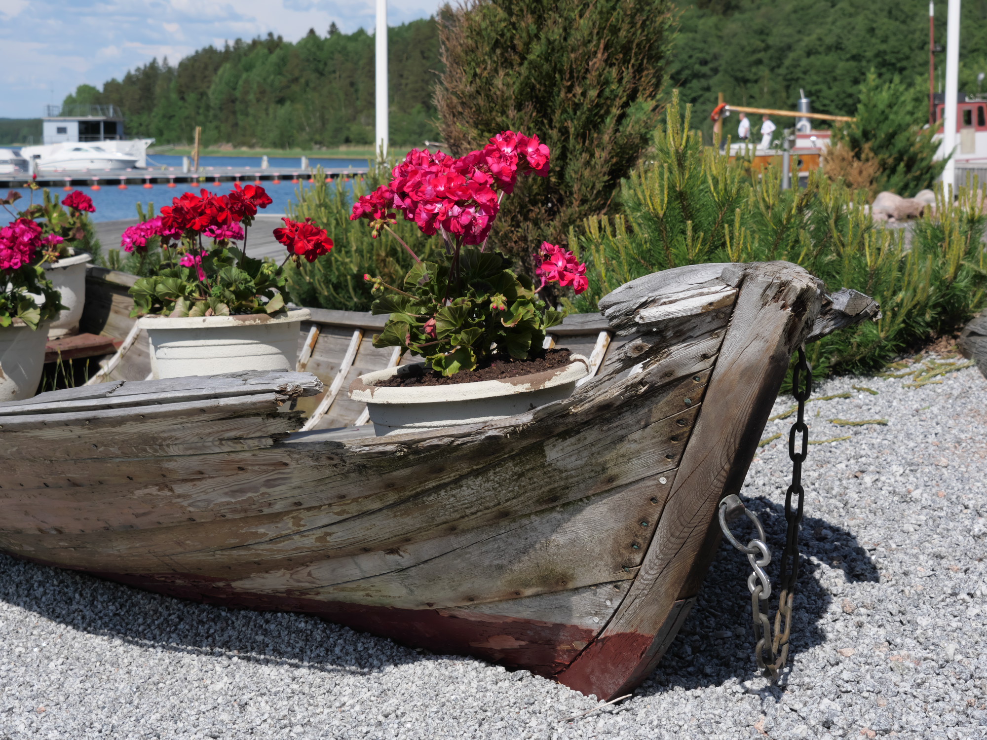pelargonioita vanhassa puuveneessa