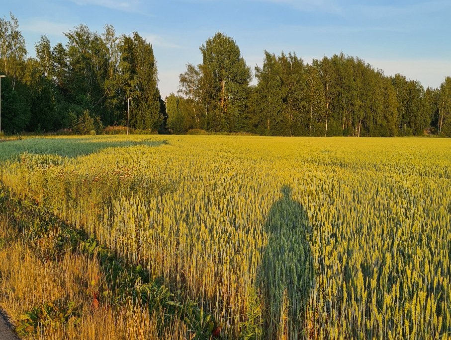 vilja kypsyy pellolla