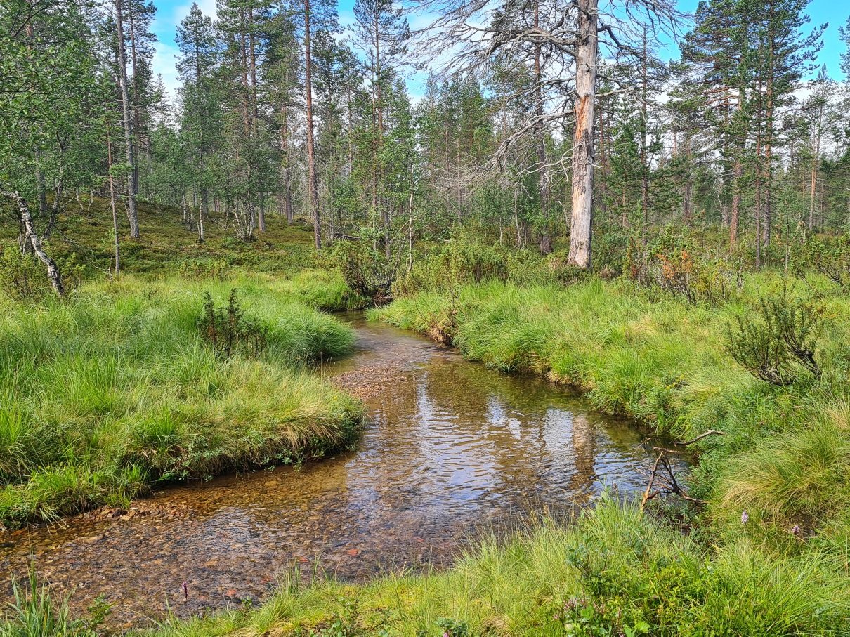 tunturipuro saariselalla