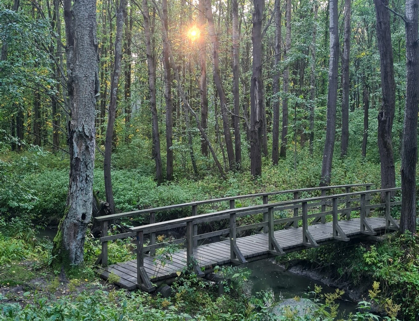 pieni puinen silta ojan yli