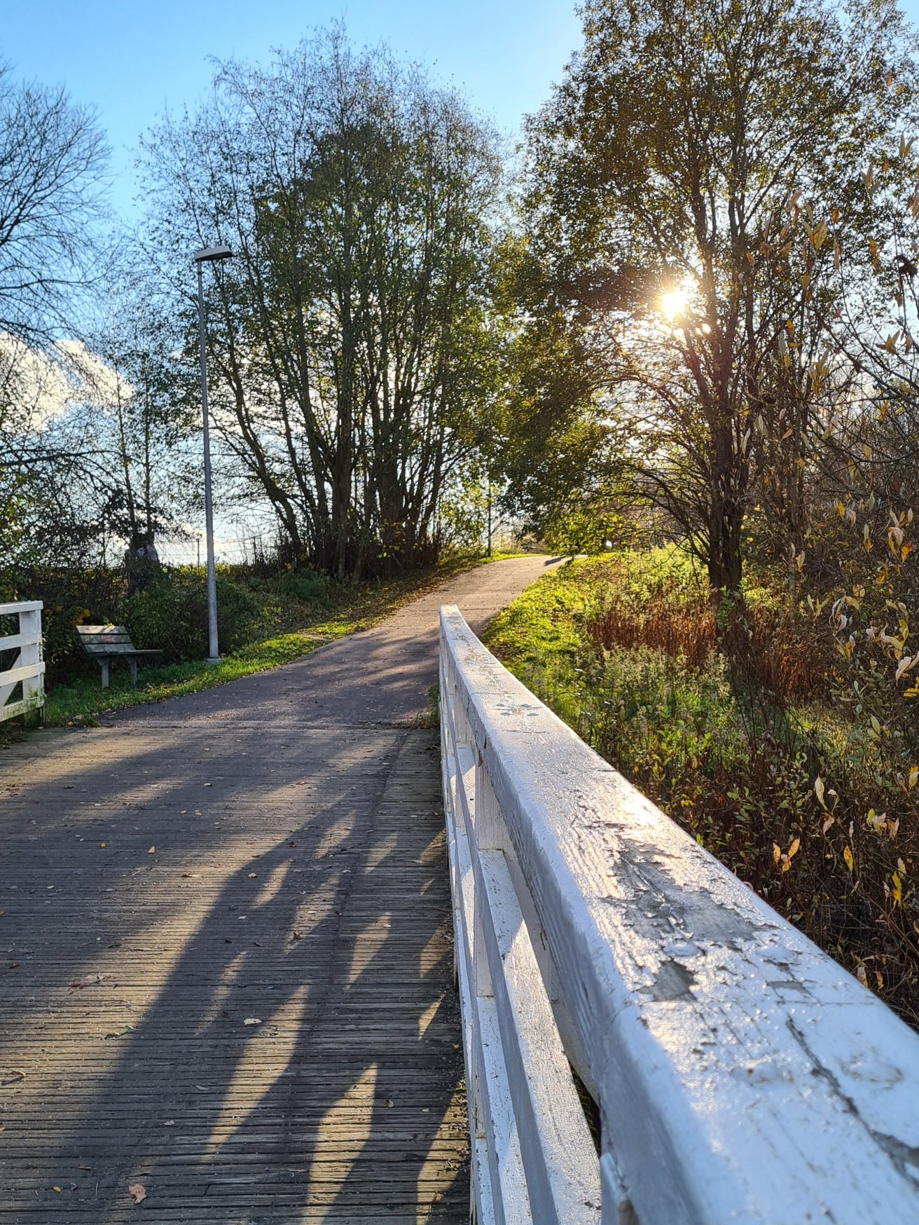 aurinko siiviloityy puiden lomassa
