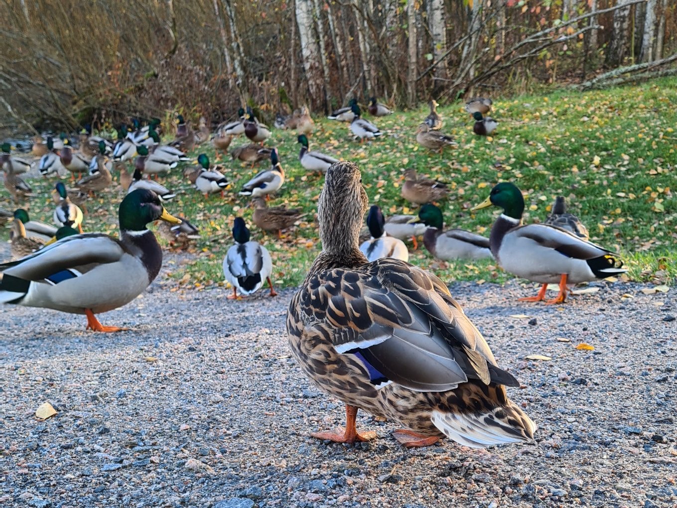 sinisorsa naaras syksylla