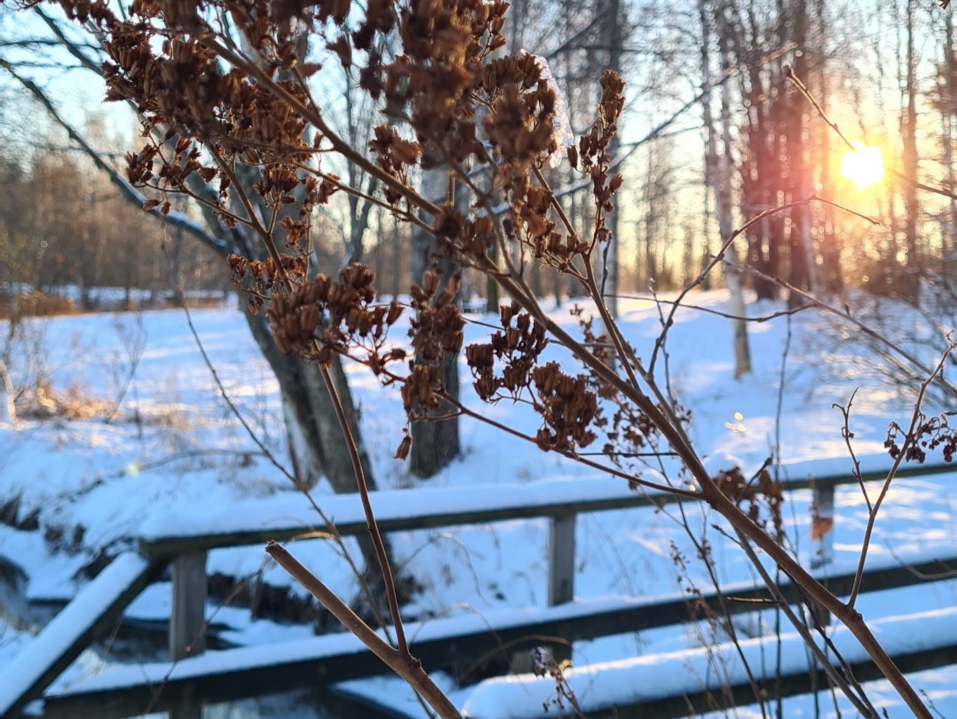 aurinko paistaa puiden takaa kauniina talvipaivana