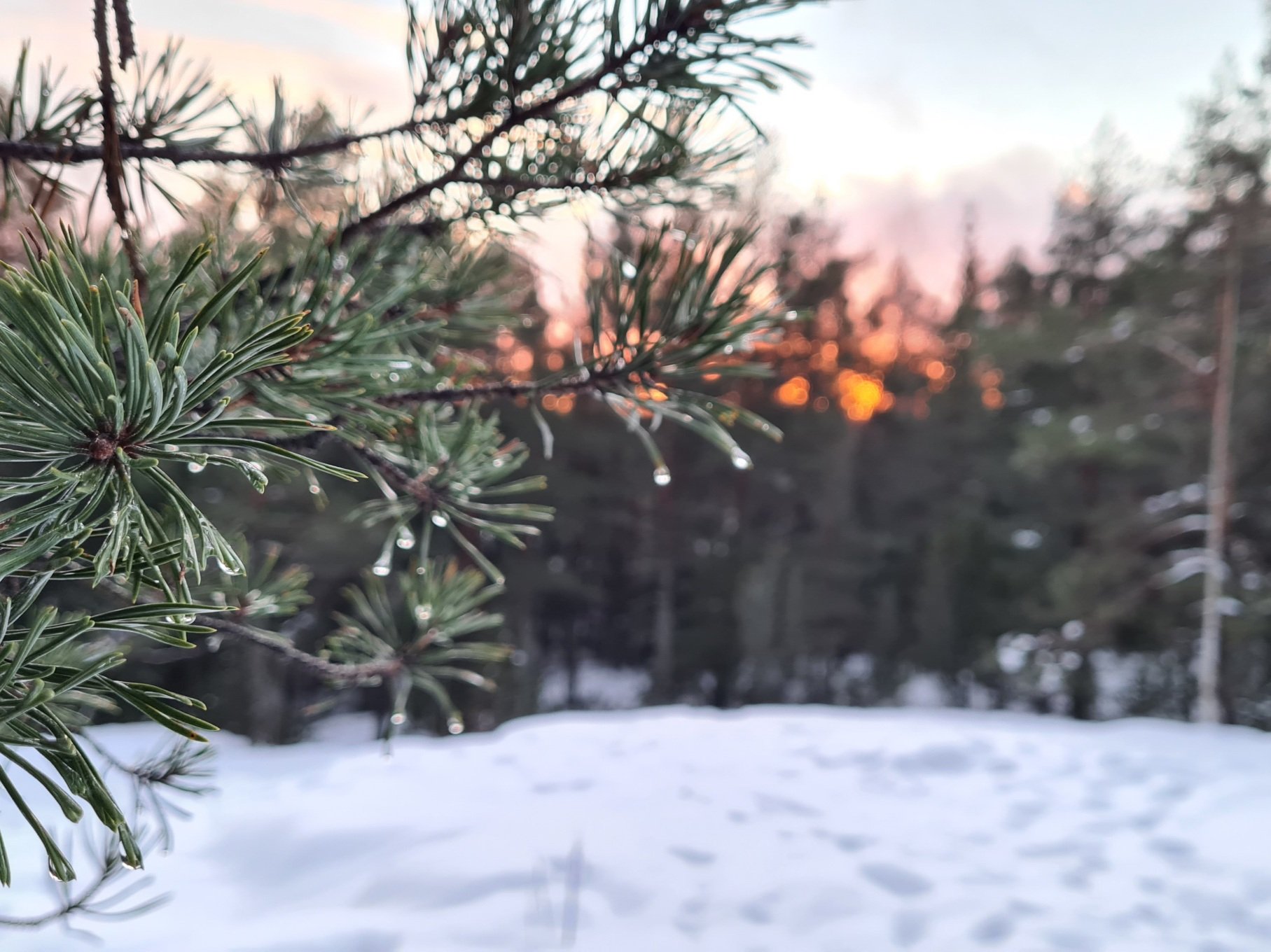 auringonlasku puiden taakse