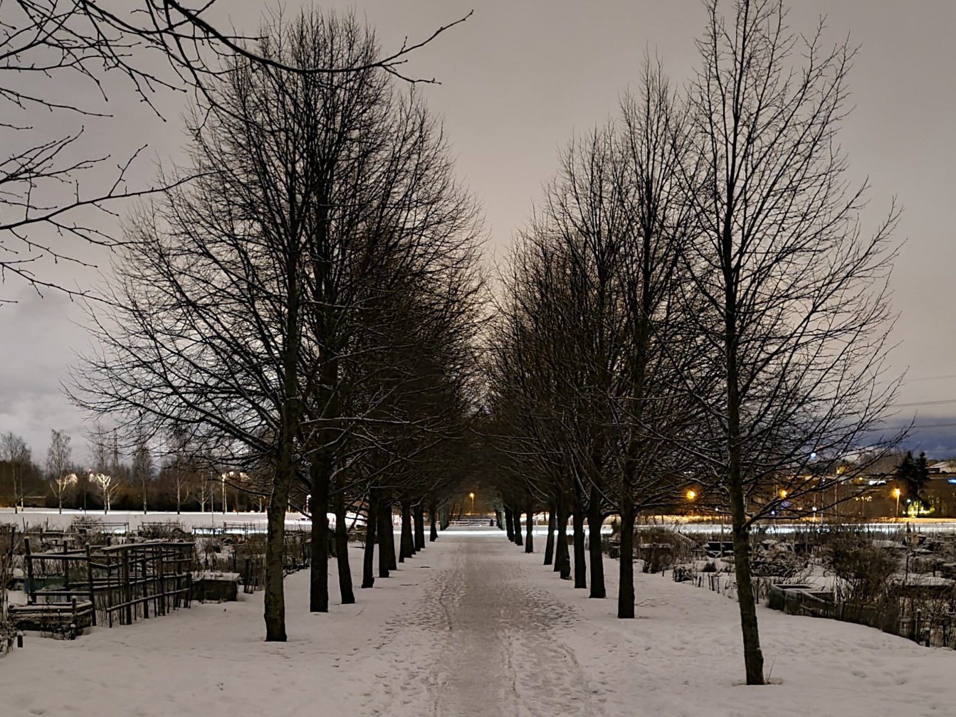 lehdettomat puut talvella