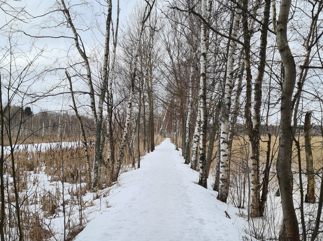 koivukuja otaniemessa