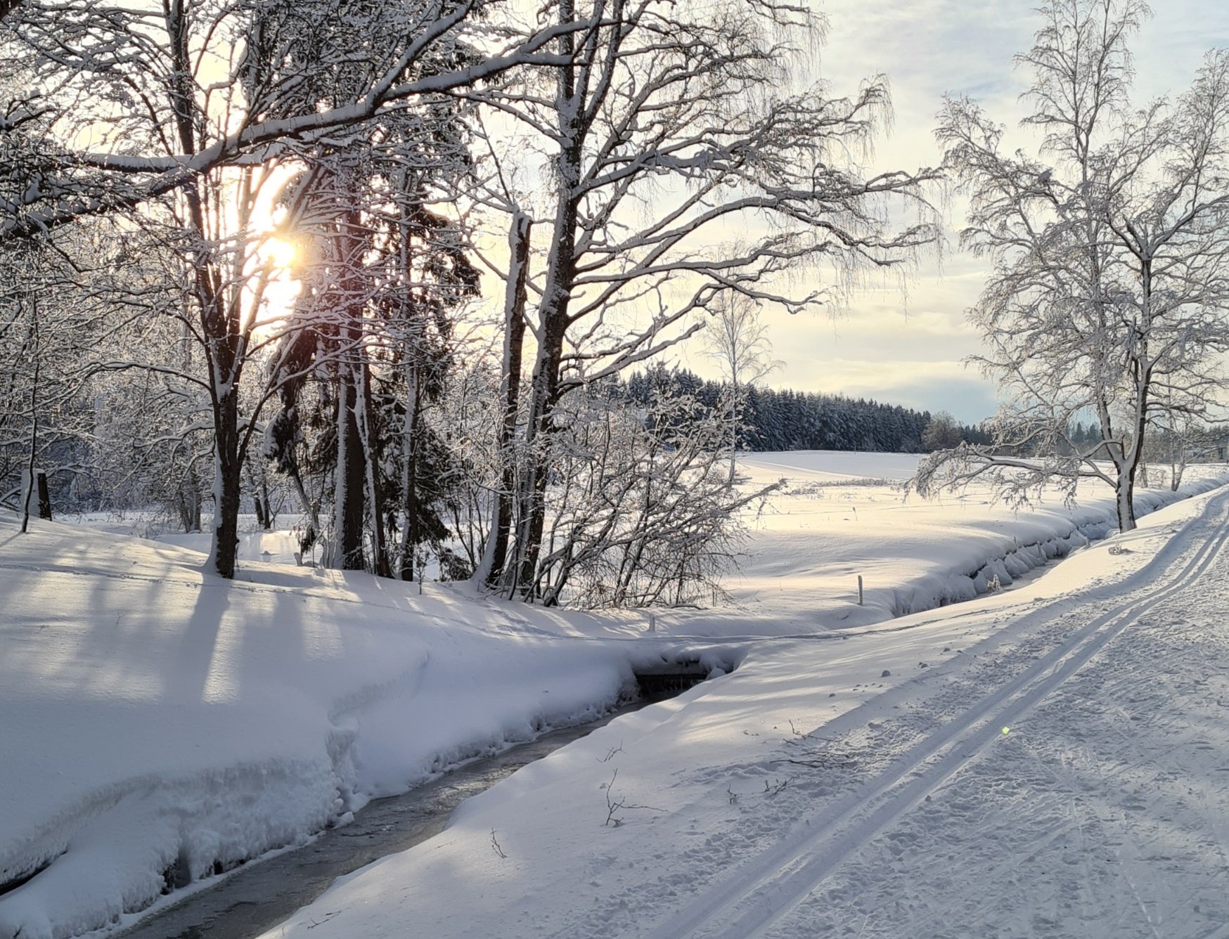 aurinko paistaa puiden takaa