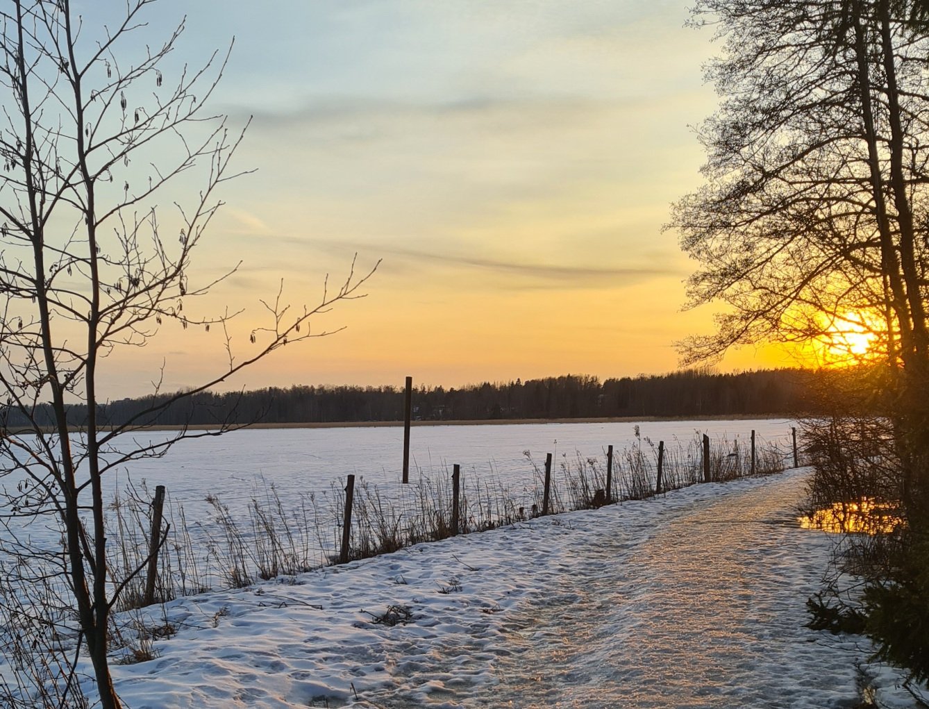 aurinko laskee kirkkaan keltaisena puiden taakse