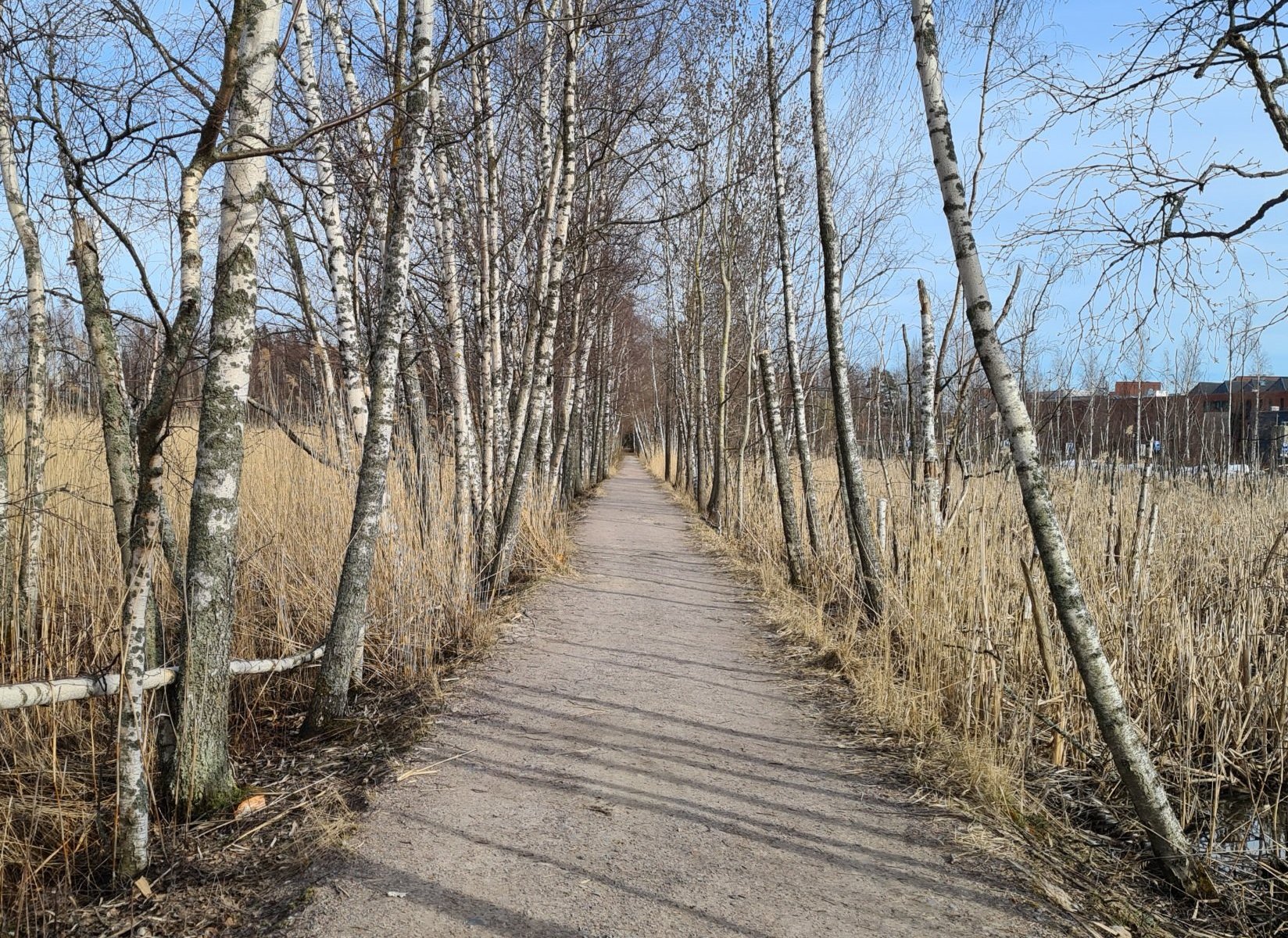 koivukuja varhain kevaalla