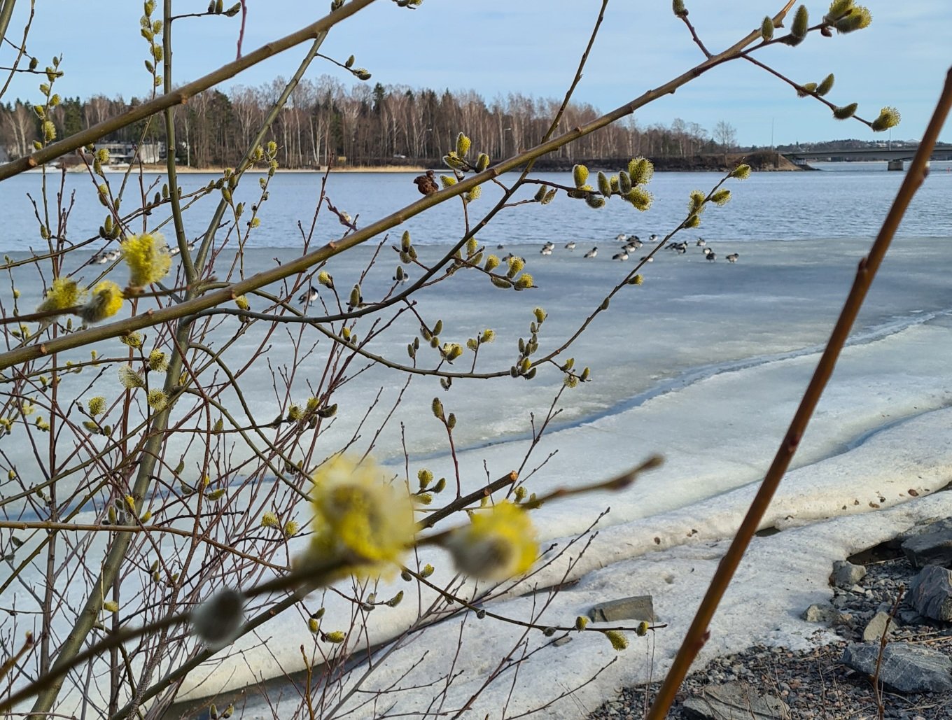 valkoposkihankia otaniemessa