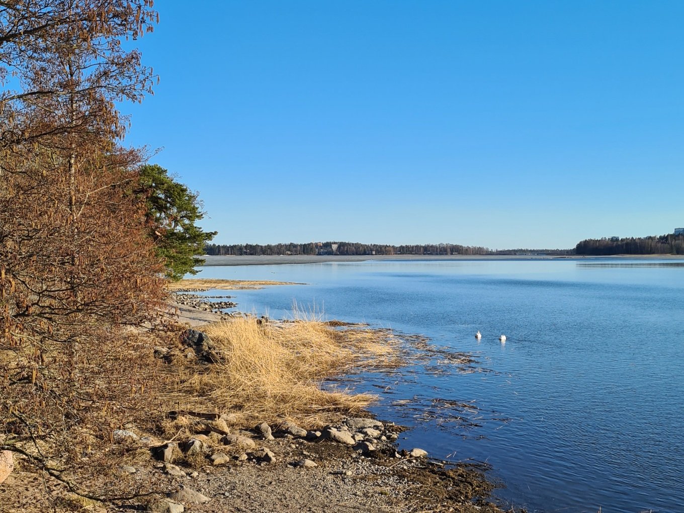 laulujoutsenet merella