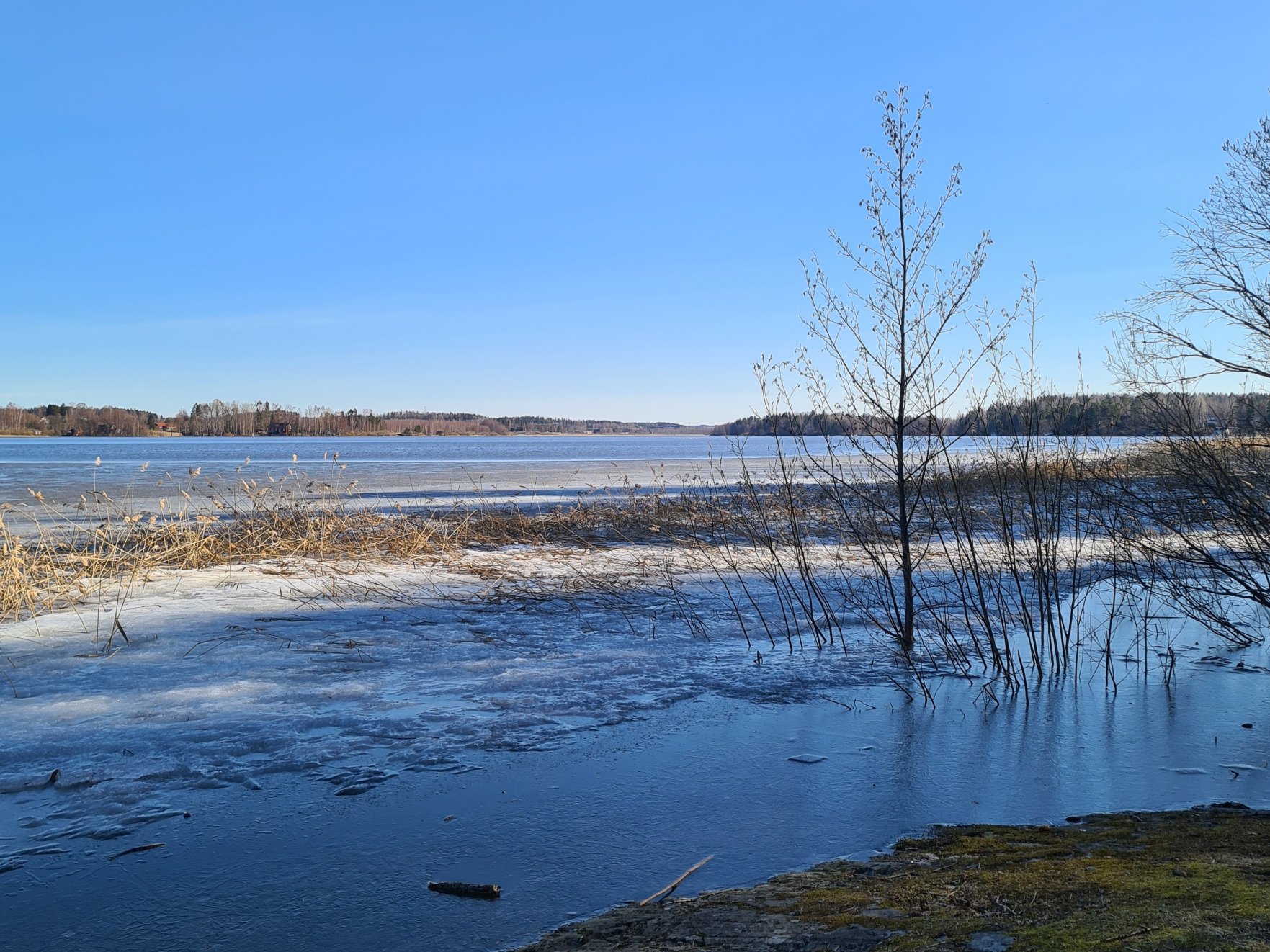 jaata jarvenrannassa kevaisena aamuna