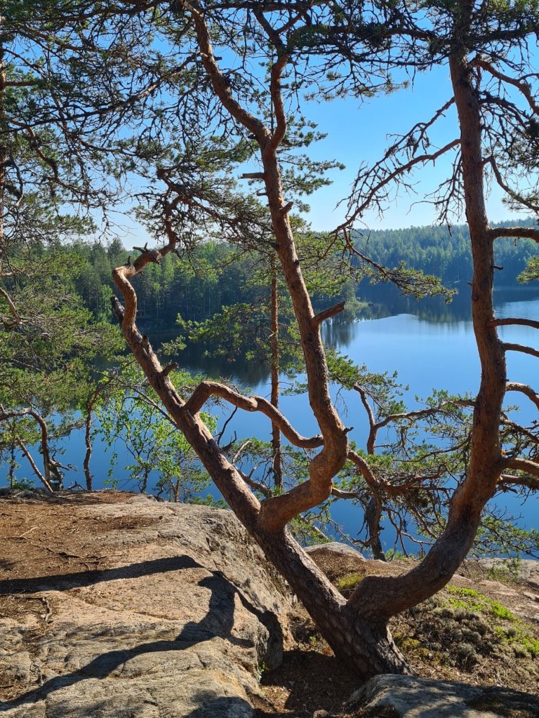 norppapolun maisemia puumalassa