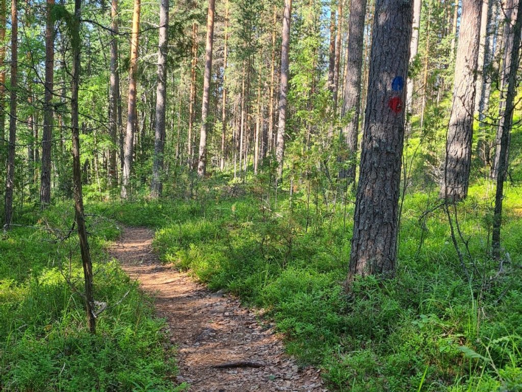 norppapolku opasteet puissa