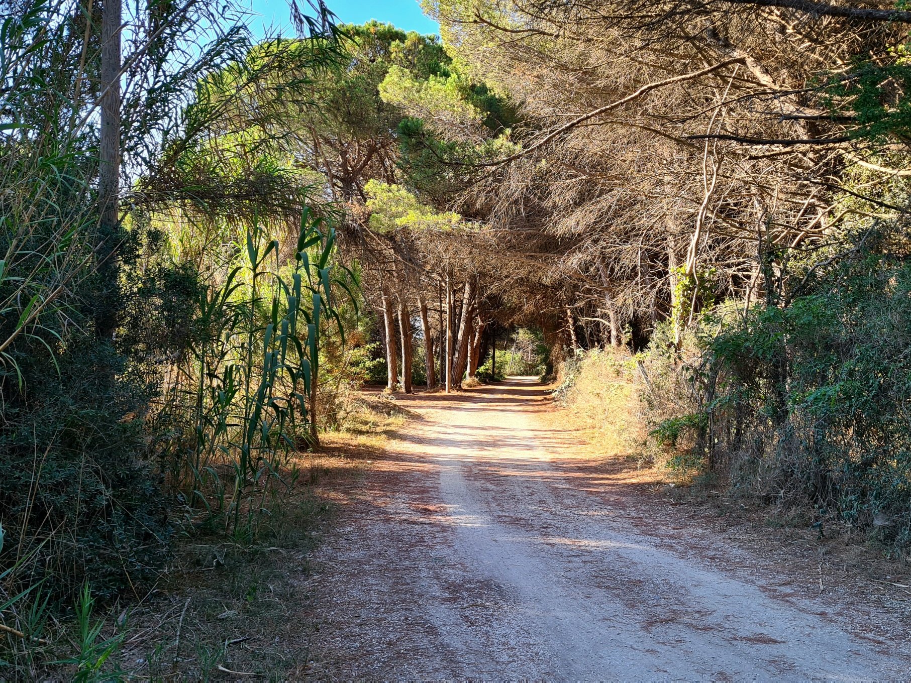 hiekkatie painuu metsan uumeniin italiassa